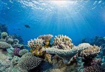 Tailândia afasta turistas de ilhas para regenerar recifes de corais recifes de corais