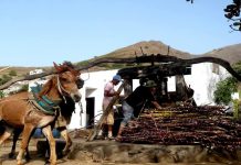Produtores de Grogue vão receber formação e capacitação técnica em Julho