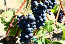 Inicia os preparativos para as vindimas na Chã das Caldeiras