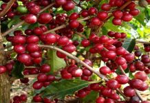 Projecto sobre a valorização do café “parado” para a preocupação dos produtores