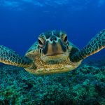caretta