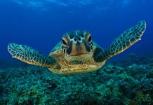 Fundação Maio Biodiversidade regista pela segunda vez este ano a desova de duas tartarugas verde na ilha do Maio Fundação Maio Biodiversidade