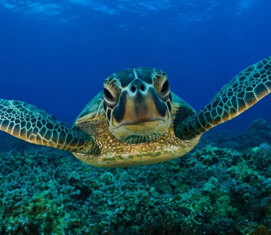 Fundação Maio Biodiversidade regista pela segunda vez este ano a desova de duas tartarugas verde na ilha do Maio Fundação Maio Biodiversidade