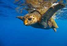 Observação de tartarugas no Sal e Boa Vista gera meio milhão de euros de receitas