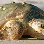 tartaruga_caretta