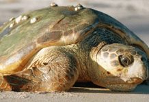 Desova das tartarugas: Areia Grande em Santa Cruz com mais de 15 ninhos registados Desova das tartarugas