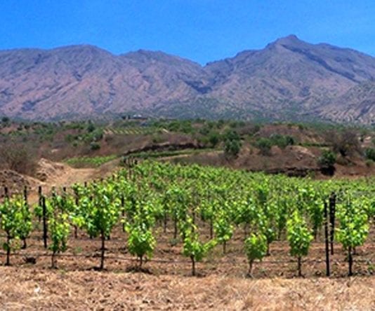 Ilha do Fogo: Adega/Cooperativa Sodade pode registar diminuição da produção na ordem dos 40 a 50 por cento Ilha do Fogo