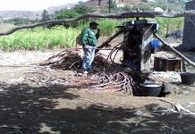 Grogue do Tarrafal de Monte Trigo já está a ser engarrafado para exportação