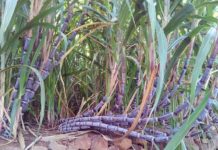 Produtores do grogue querem delegação do IGAE na ilha das montanhas