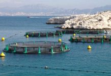 2018 vai ser o ano da produção de camarões em S. Vicente