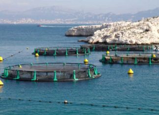 2018 vai ser o ano da produção de camarões em S. Vicente