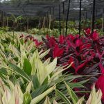 plantasornamentais