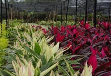 Câmara vai produzir plantas ornamentais no quadro do programa “cintura verde”