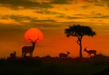 COVID-19: Economias dependentes do turismo podem encolher!