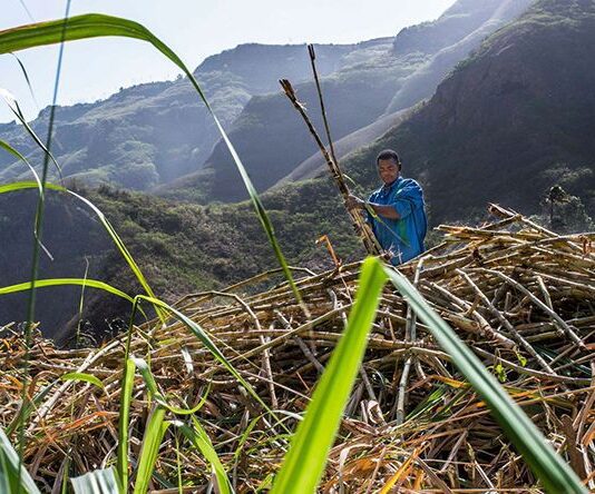 Programa de valorização do grogue dá prioridade à protecção da saúde pública