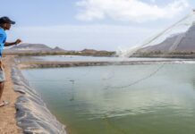 Cabo Verde deve diversificar economia e investir em comércio sustentável